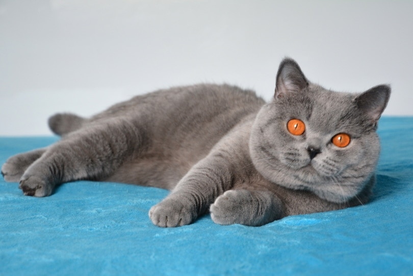 british shorthair cat lying on blue background
