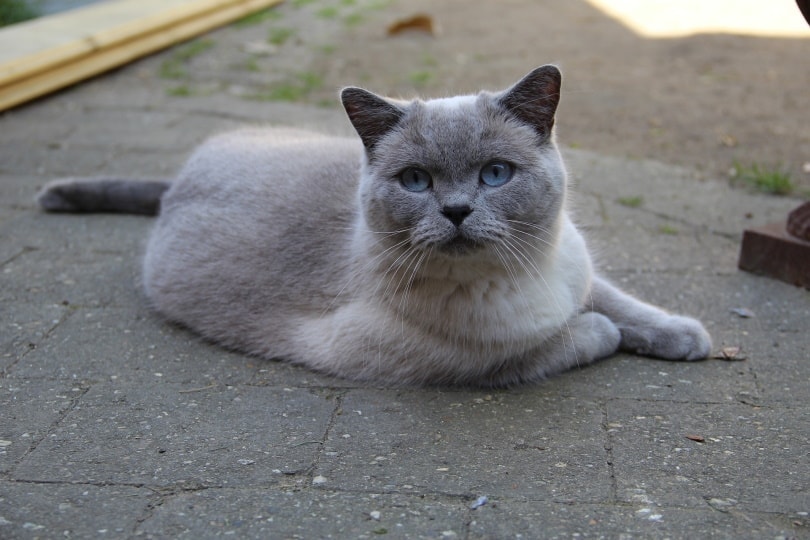 british shorthair cat lying