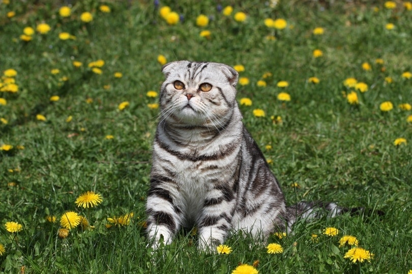 british shorthair cat on grass