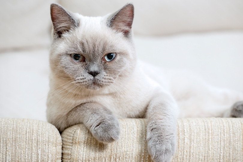 british shorthair colorpoint