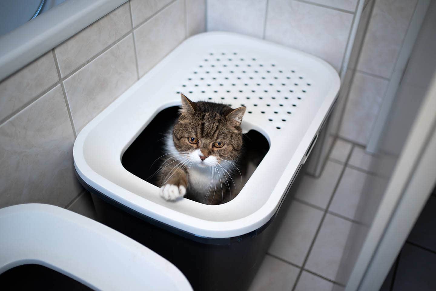 british shorthair cat inside top entry litter box