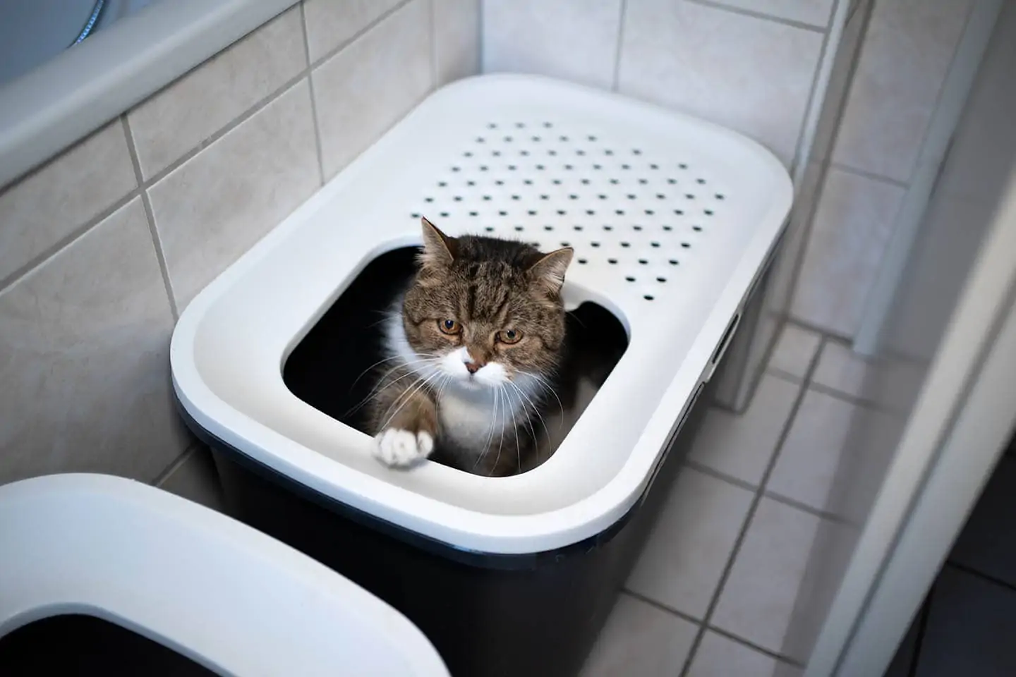 british-shorthair-inside-top-entry-litter-box_Nils-Jacobi_Shutterstock.webp