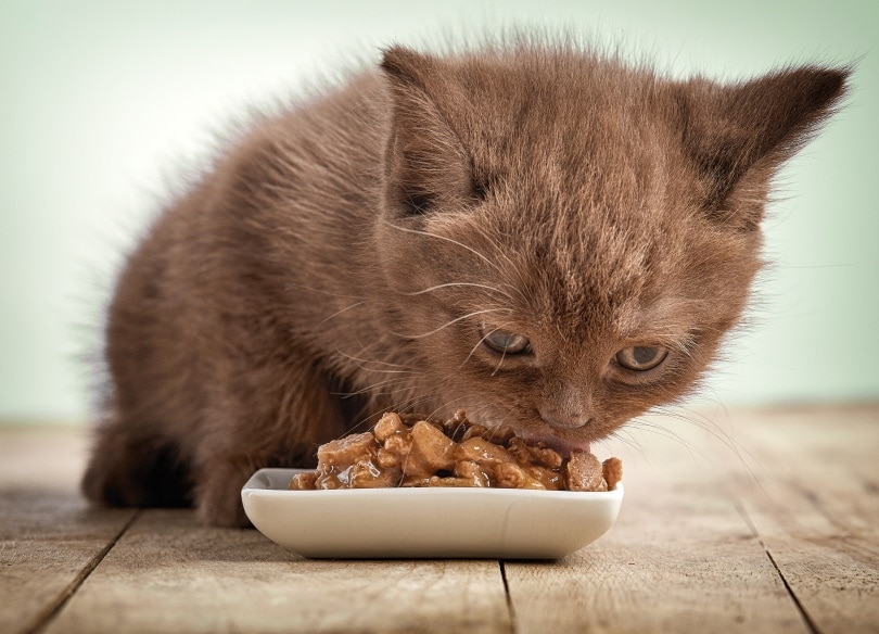 brown kitten eating wet cat food