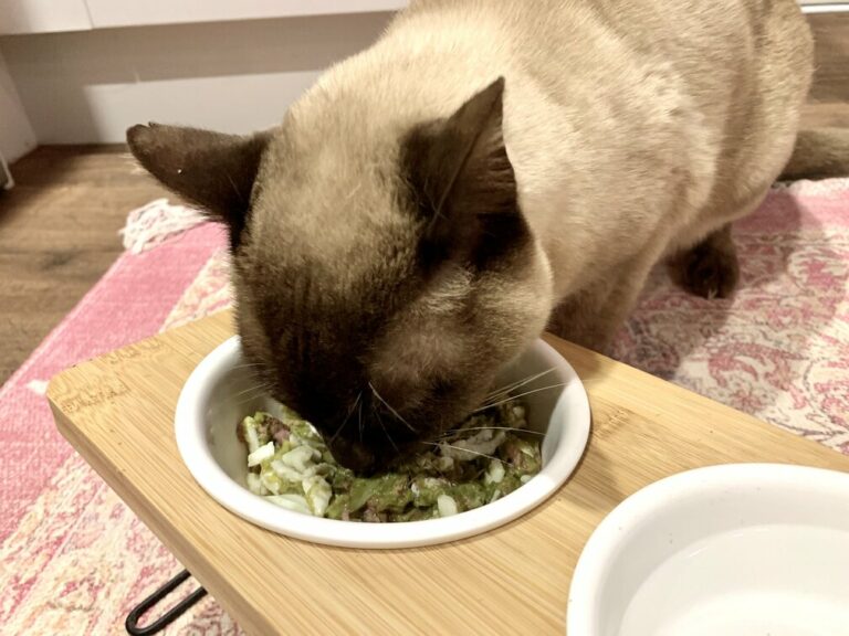 10 VetApproved Homemade Cat Food Recipes (Easy & Tasty!) Hepper