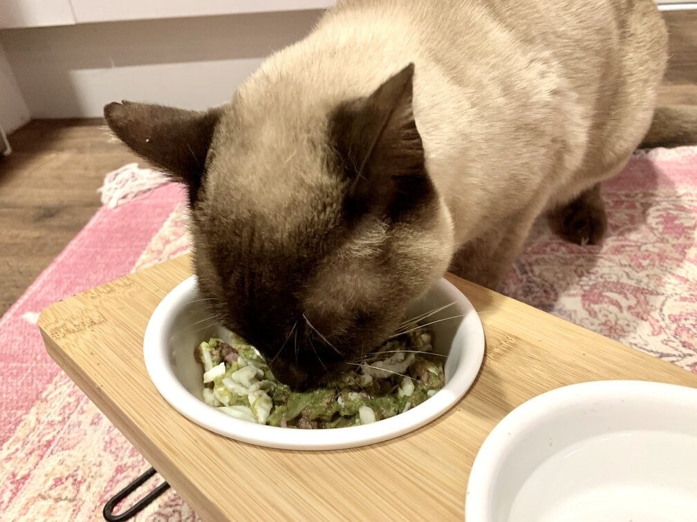 burmese cat eating homemade lamb and asparagus cat food vet approved