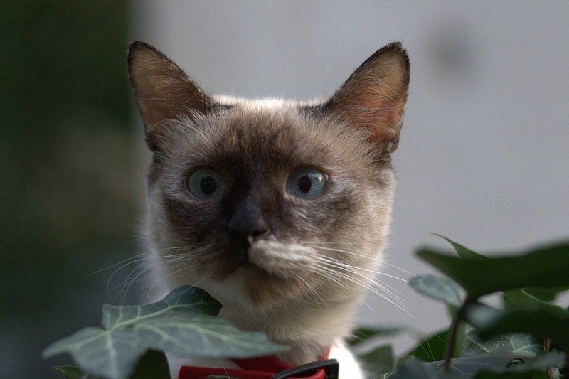 mặt mèo Miến Điện