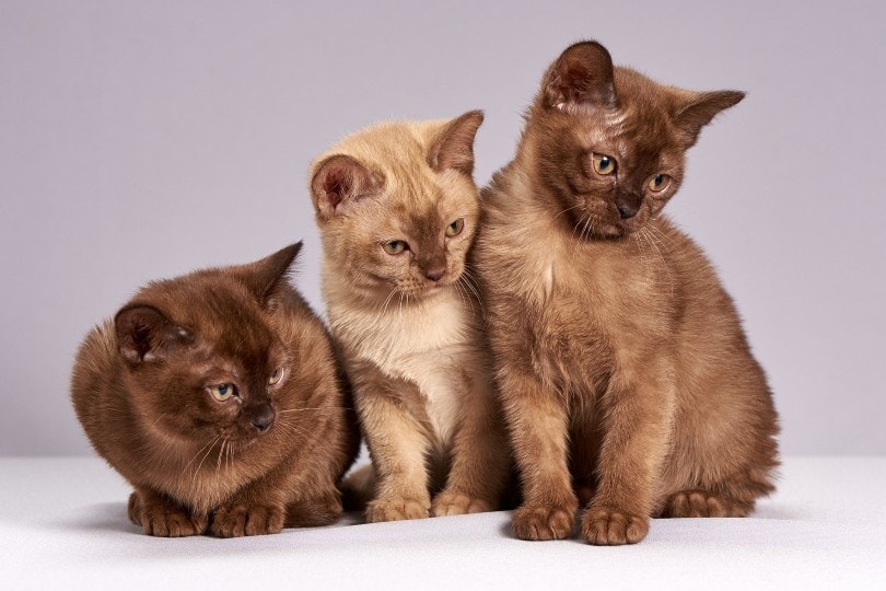 Burmese shop kitten price