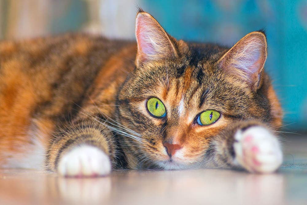Gato atigrado de color caoba y ojos verdes, tumbado sobre el suelo.