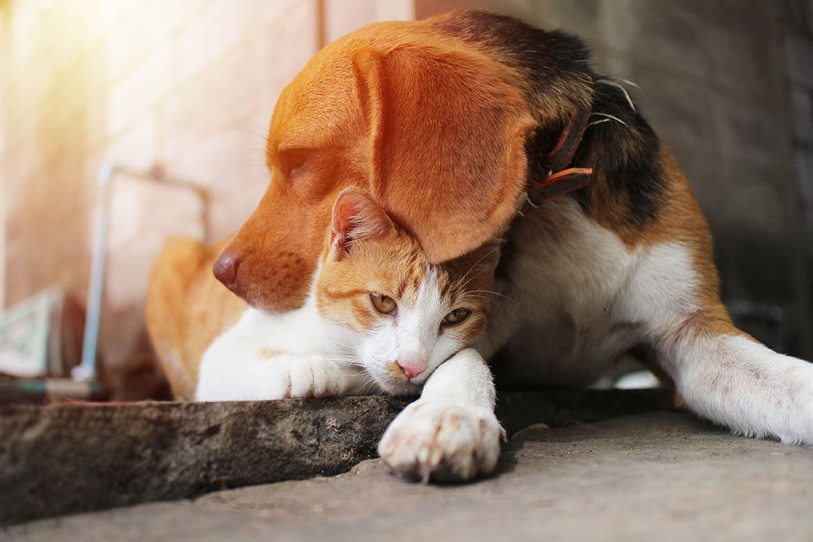 Are Beagles Good With Cats Cohabitation Facts FAQ Hepper