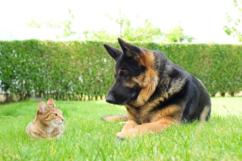 cat and german shepherd in grass