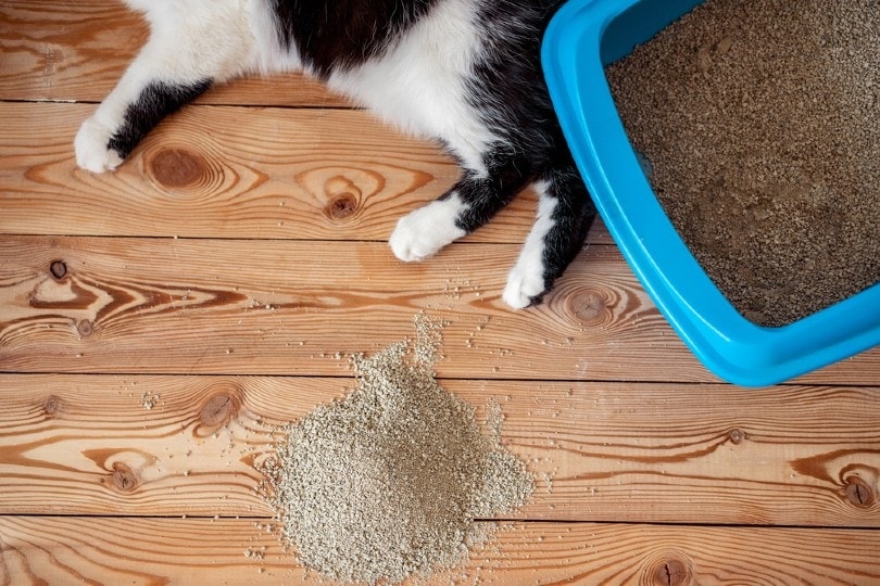 cat beside litter box cat beside litter box