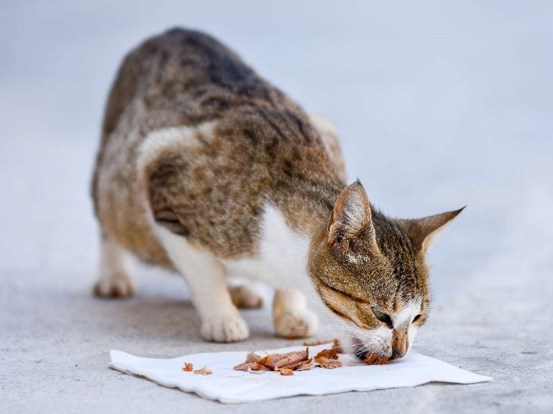cat eating chicken