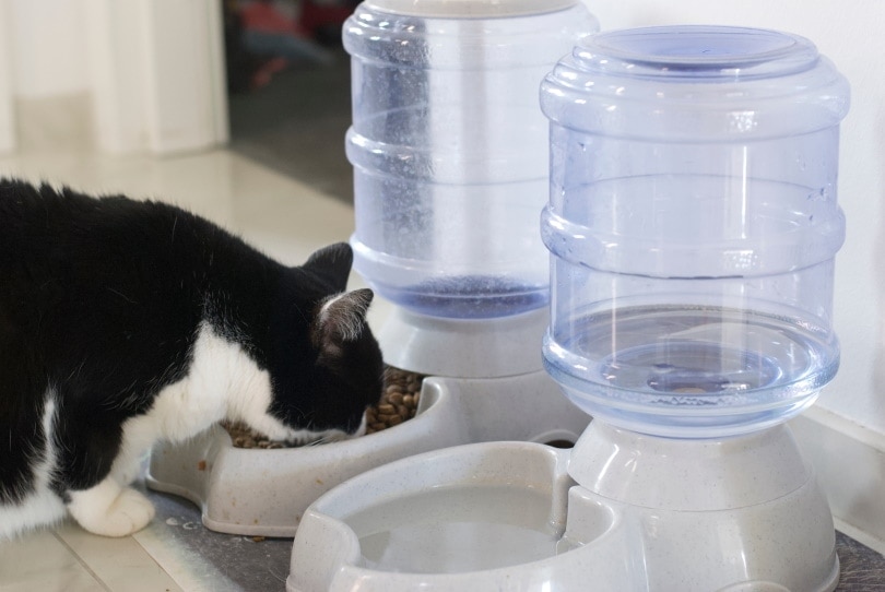 cat eating on automatic food dispenser