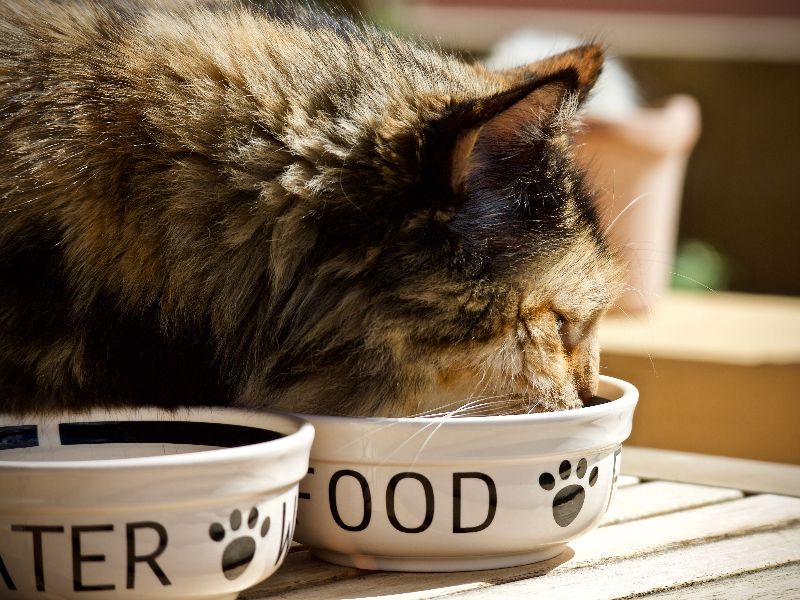 cat eating out of food bowl