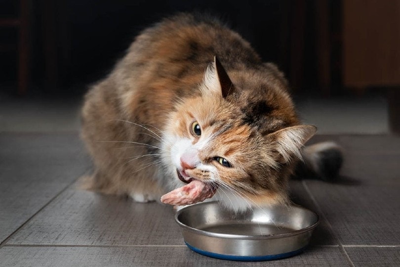 cat eating raw chicken