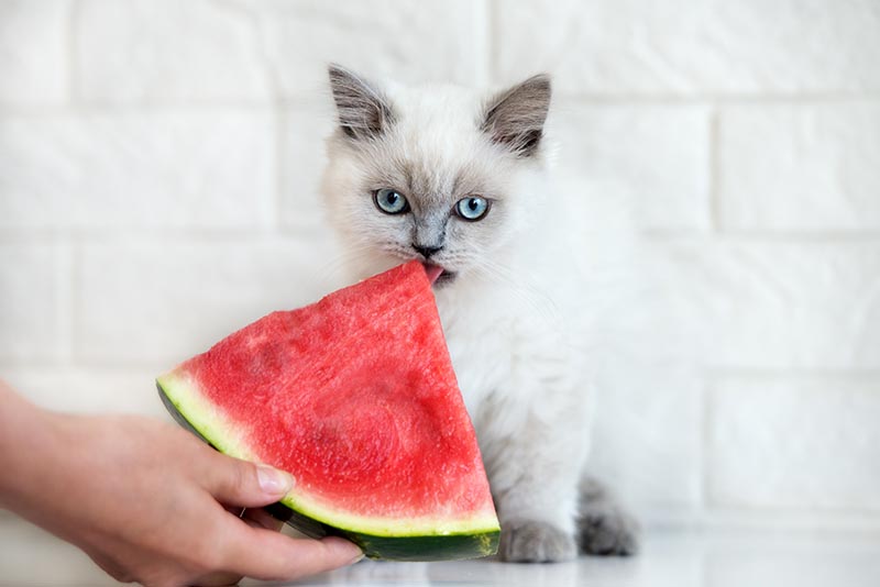 cat eating watermelon