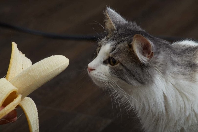 cat looking at banana