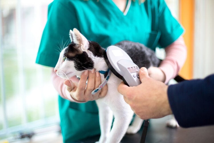 vi mạch của mèo được quét tại bác sĩ thú y