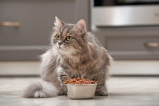 Cute cat near bowl with food