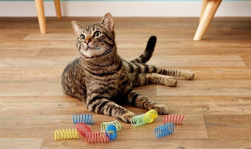 cat playing with toys