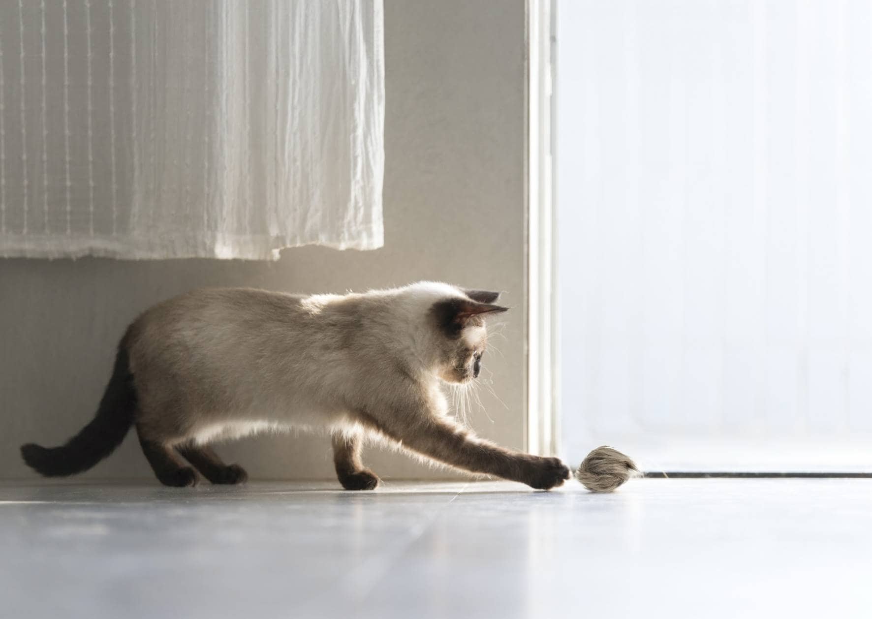 cat playng with the Hepper Furball Toy