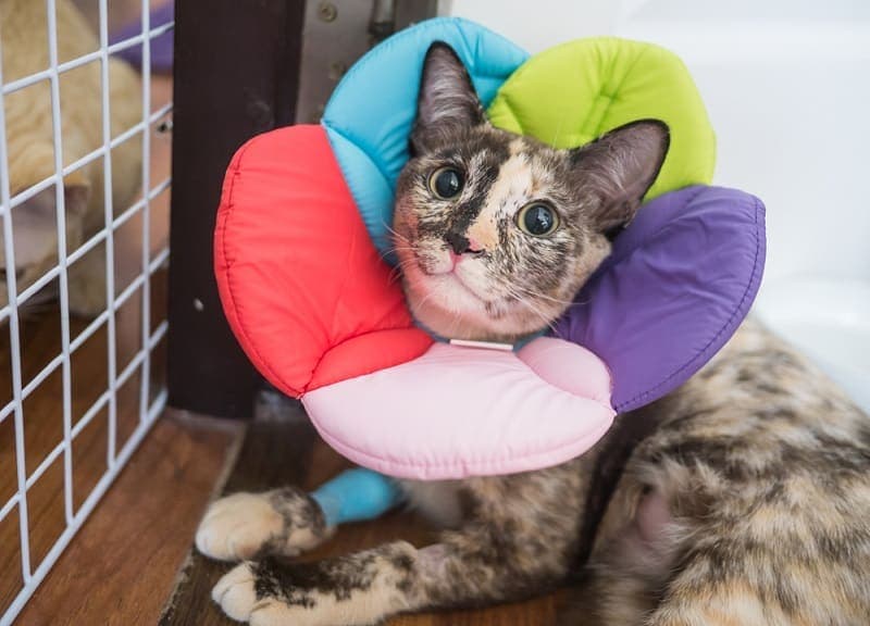 cat wearing a colorful cone collar
