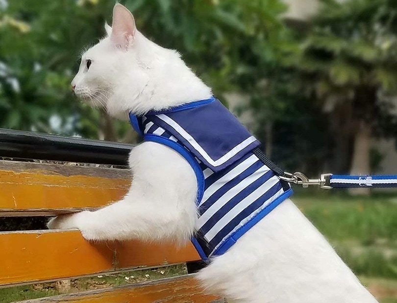 cat wearing a harness on a bench