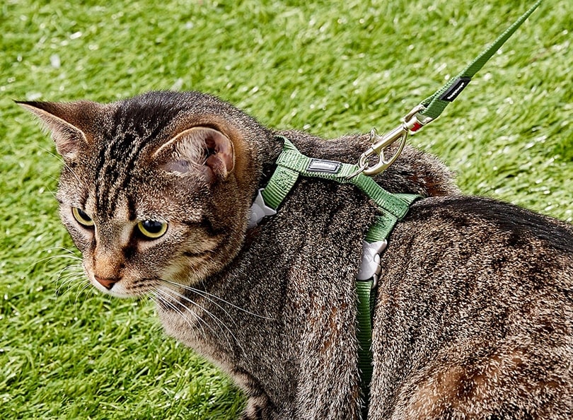 11 Best Escape Proof Cat Harnesses 2022 Reviews & Top Picks Hepper