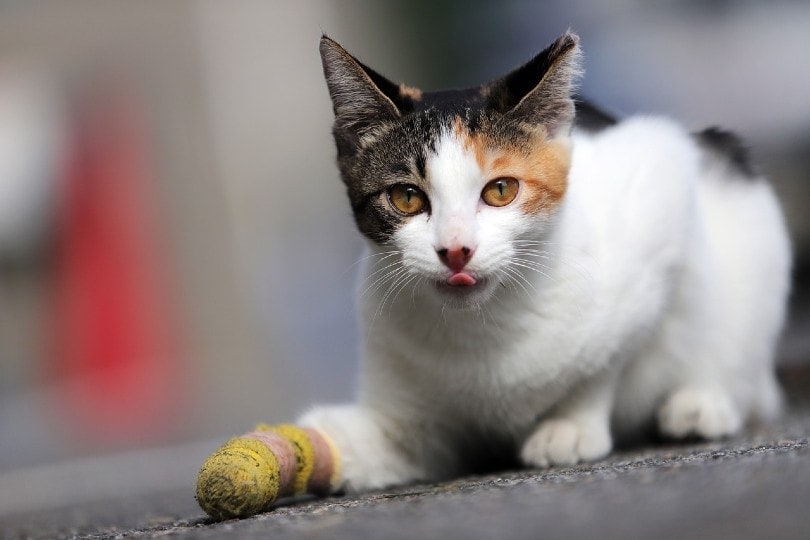cat with broken leg in the streets