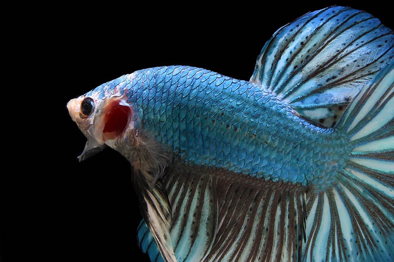 close up Blue monster giant betta fish