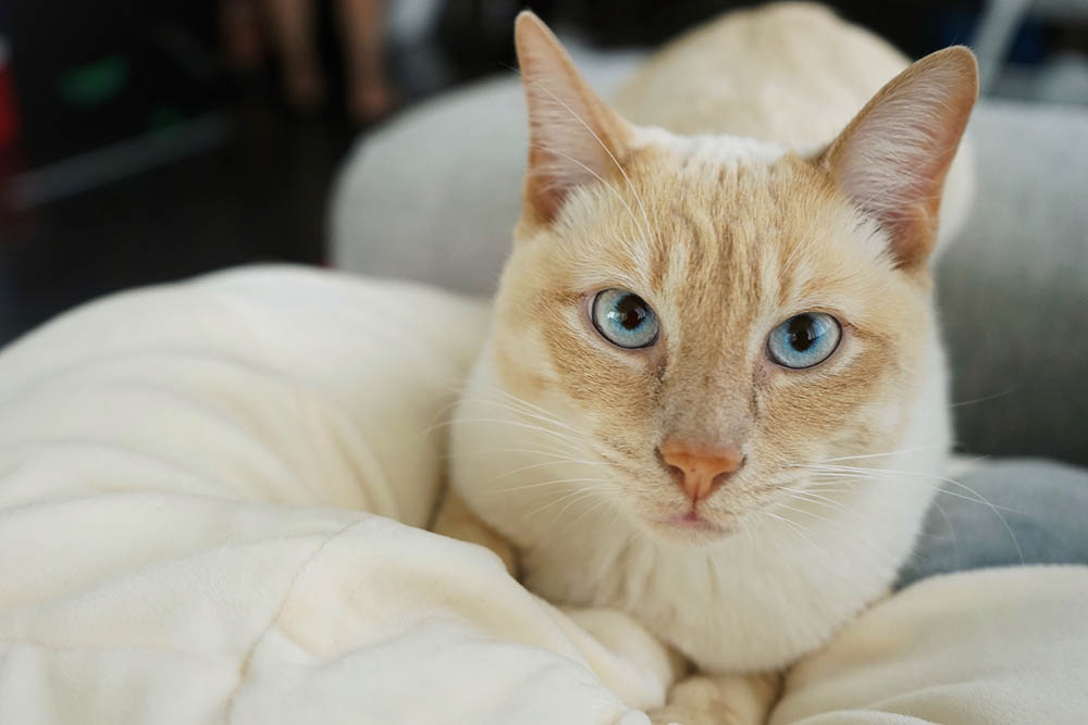 Flame Point Siamese: Facts, Pictures, Origin & History | Hepper