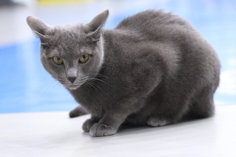 close up of russian blue cat
