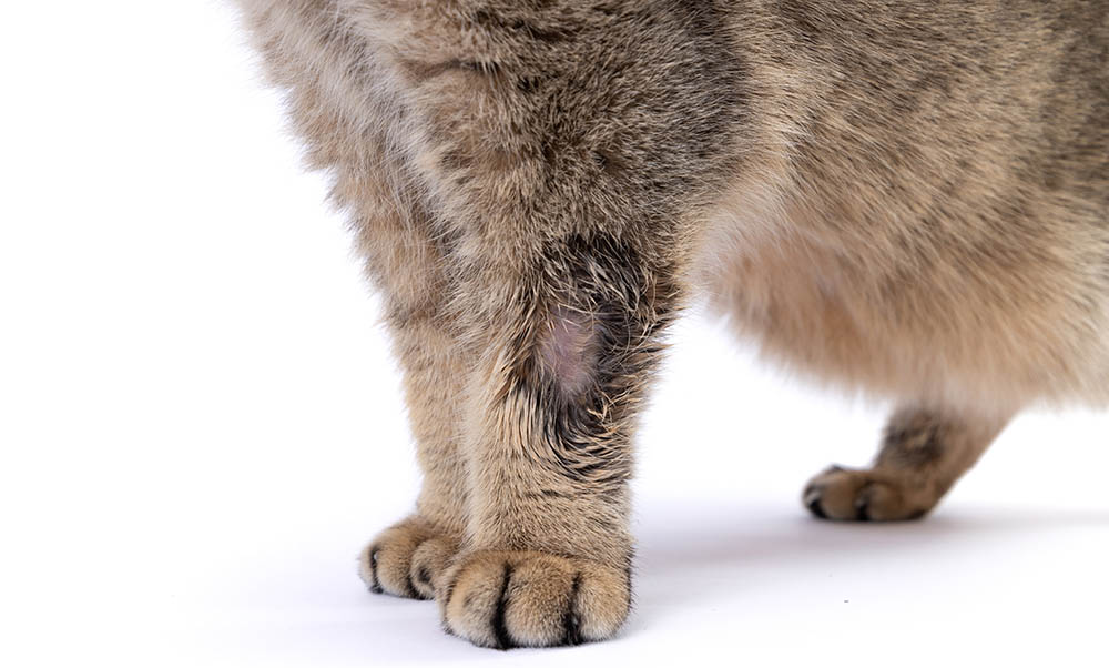 Une infection de teigne sur la patte d’un chat