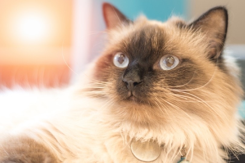 closeup portrait of himalayan and persian mix cat