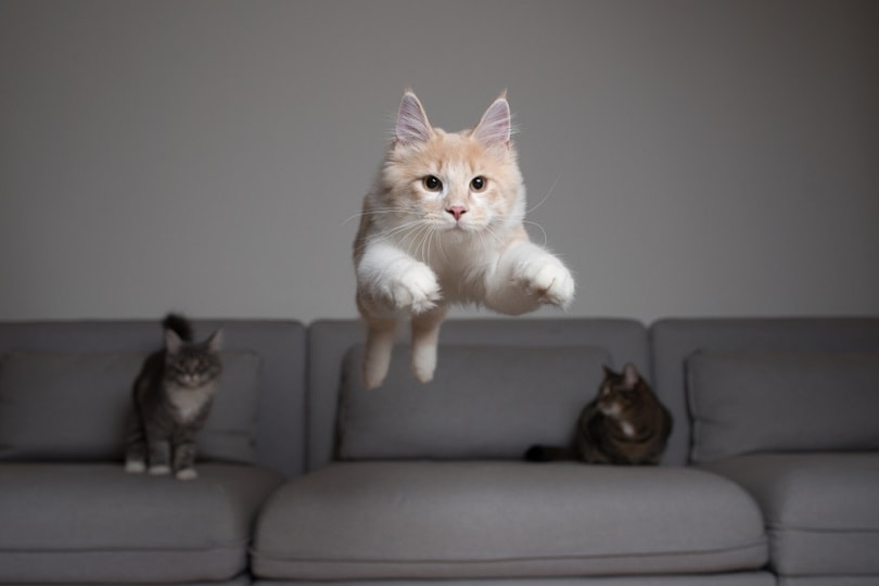 cream colored maine coon cat jumping from a couch