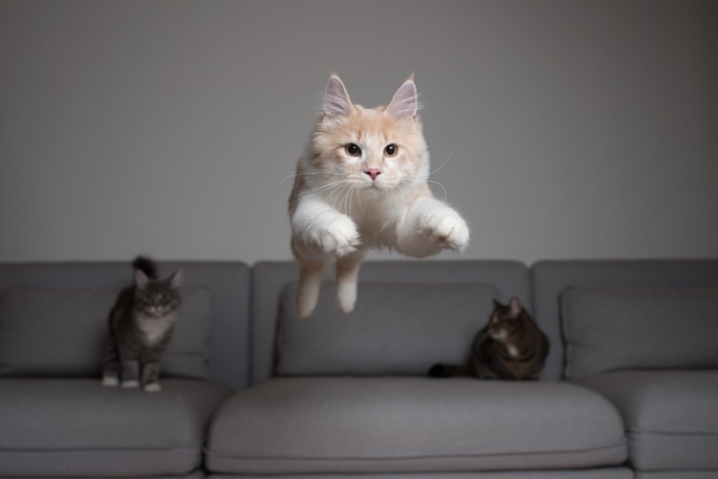 How High Can A Dog Jump Without Getting Hurt?