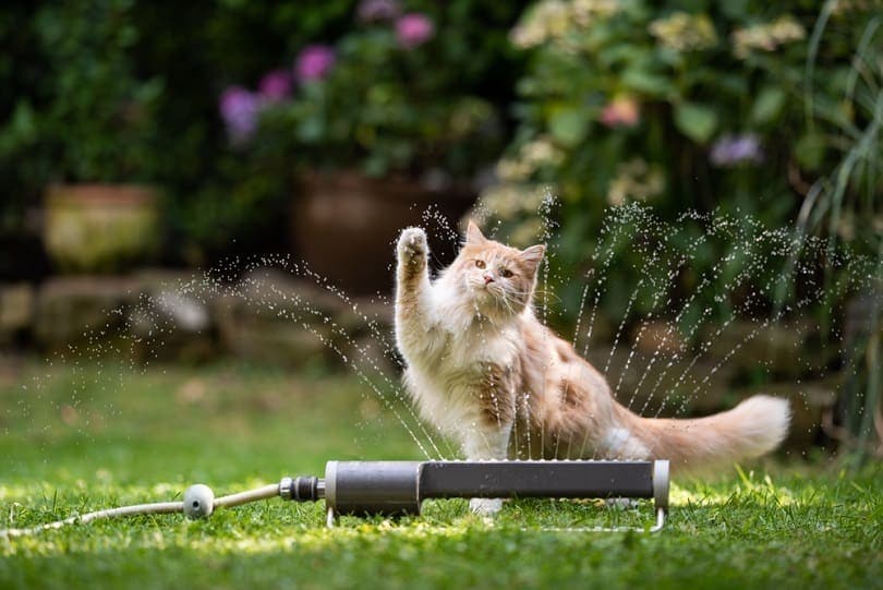 kem tabby maine coon mèo chơi nước