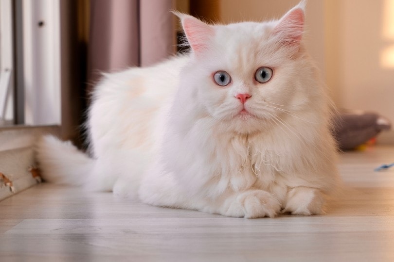 doll face persian cat lying on the floor