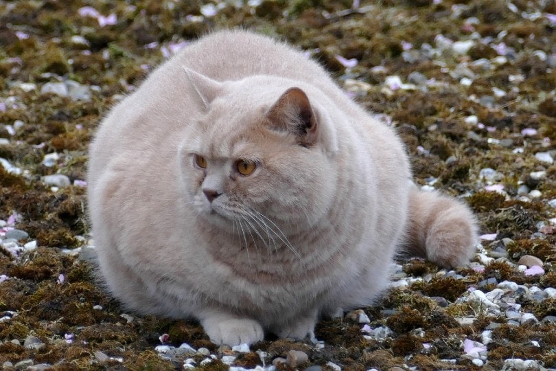 fat shorthaired cat lying on the ground