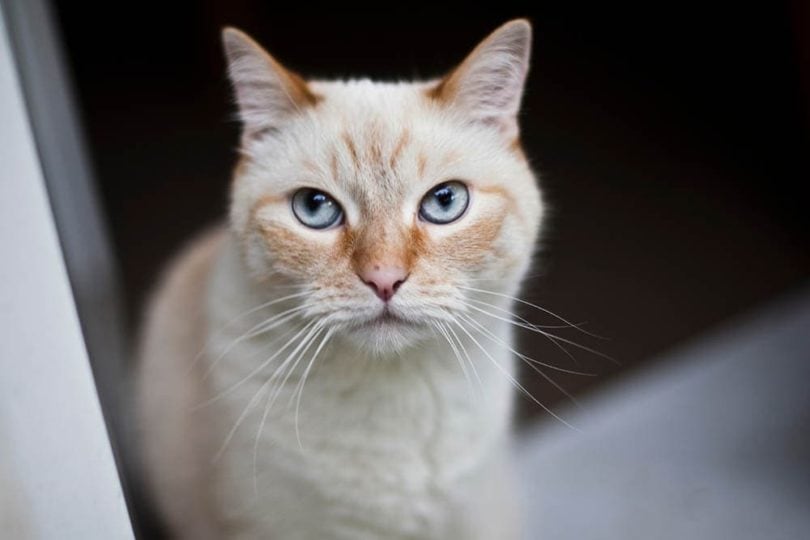 Gato de ojos grisáceos mirando a cámara.