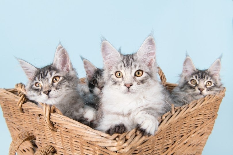 four maine coon kittens in old vintage basket