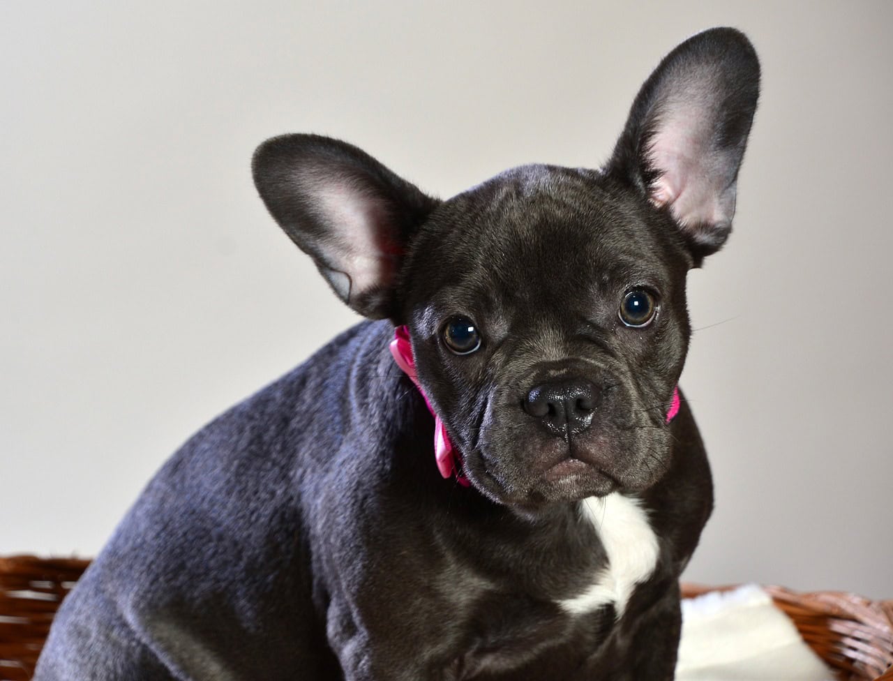 french bulldog face