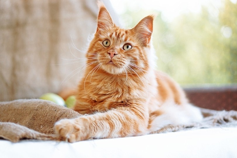 The Most Beautiful Cat Breeds in the World
