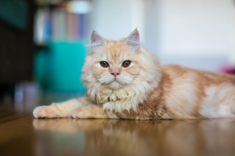 ginger doll face persian cat