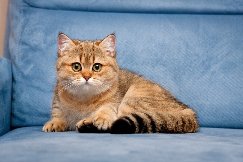Gatito de cabeza redonda y ojos grandes de color naranja, tumbado sobre un sofá azul.