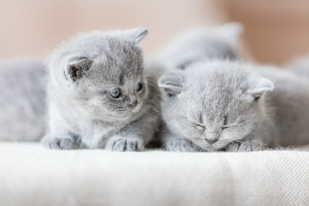 Grey british shorthair kittens