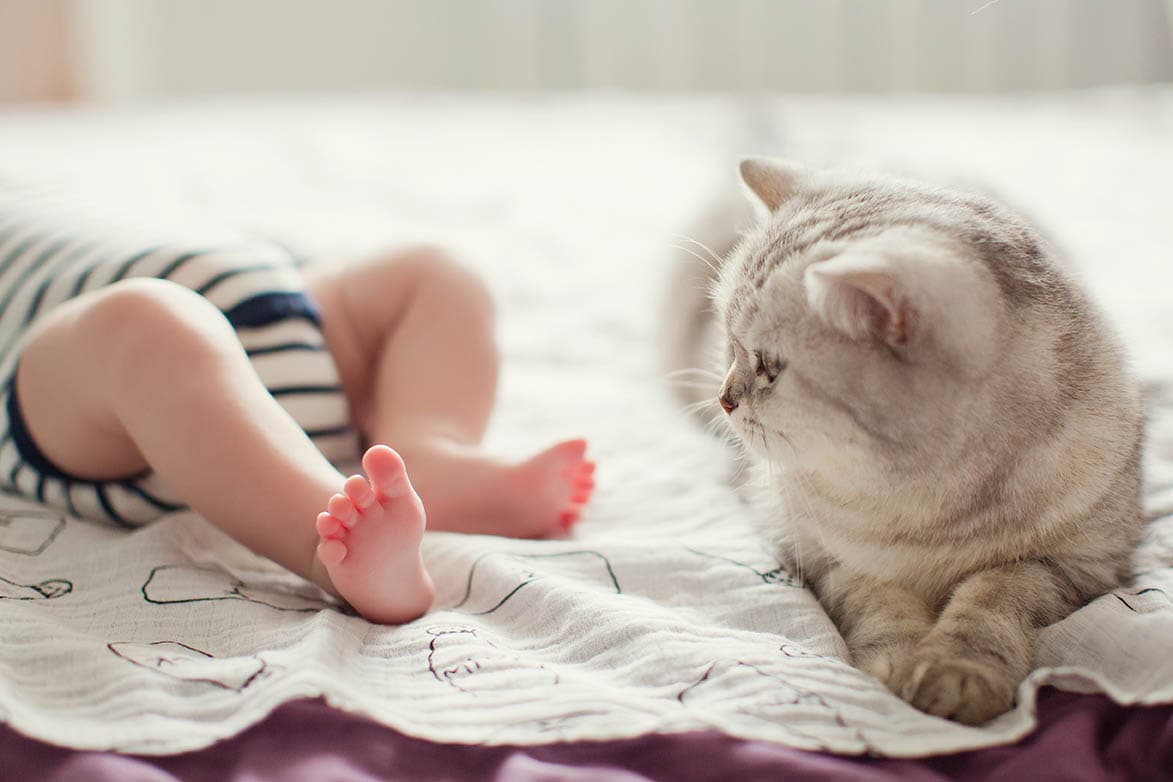 grey cat beside a baby