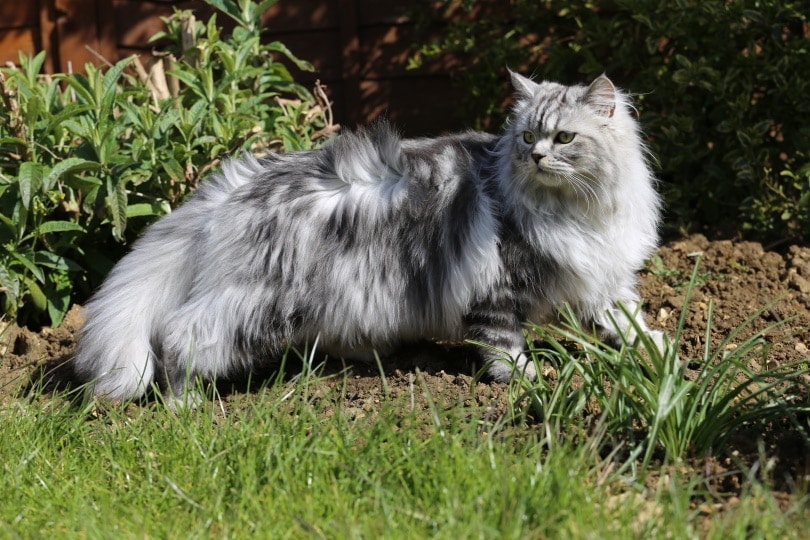 grey persian cat in garden