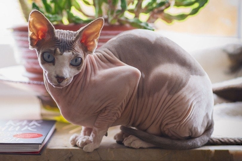 grey sphynx cat on a wooden table