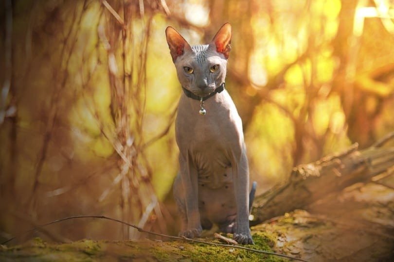 grey sphynx cat sitting outdoor